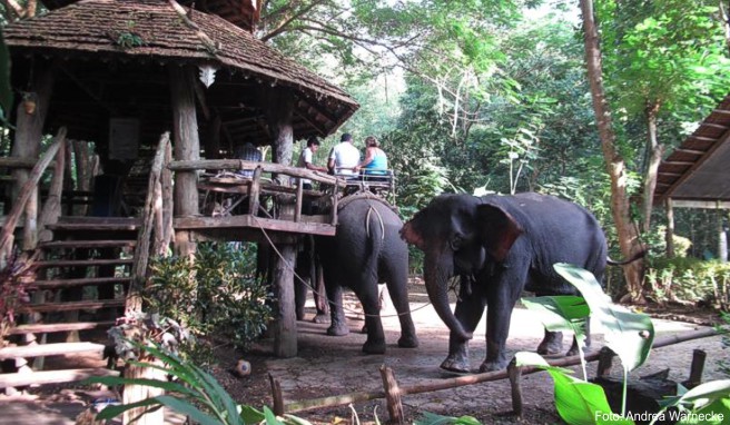 Besonders beliebt bei Reisenden sind Attraktionen mit Elefanten, etwa das Reiten auf den Tieren. Die Tiere haben daran jedoch keinen Spaß