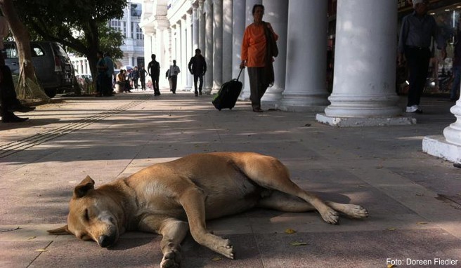Vorsicht vor Straßenhunden  In Asien herrscht erhöhte Tollwutgefahr