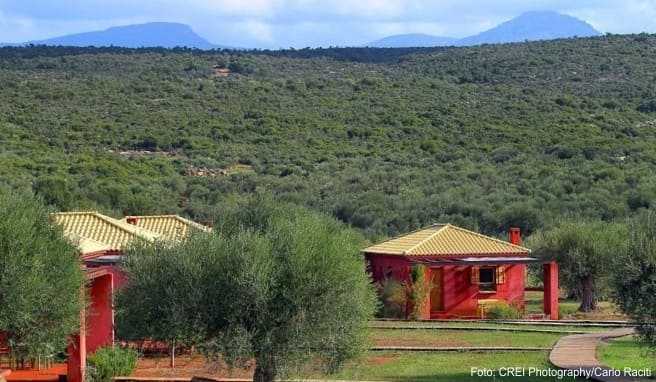 In »Eumelia« finden Touristen Landhäuser zum Übernachten - inmitten von Olivenhainen