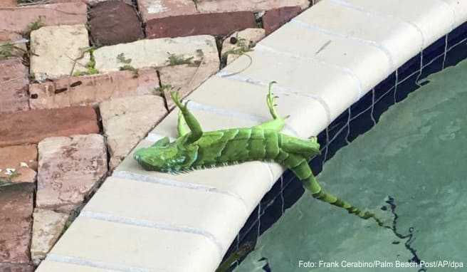 Im US-Bundesstaat Florida hat der Wetterdienst angesichts nächtlicher Kälte vor von Bäumen fallenden Leguanen gewarnt