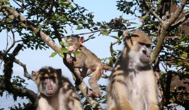 Affen im Garten der Luxus Unterkunft Sunbird Ku Chawe auf dem Zomba Plateau.