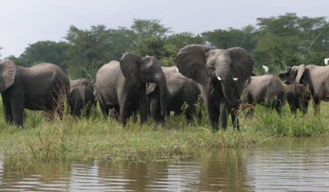 Elefantenherde am Ufer des Shire Rivers im Liwonde Nationalpark.