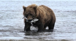 Fette Beute: Im Spätsommer versammeln sich Alaskas Bären an Flüssen und Seen, um sich die heimkehrenden Lachse zu angeln