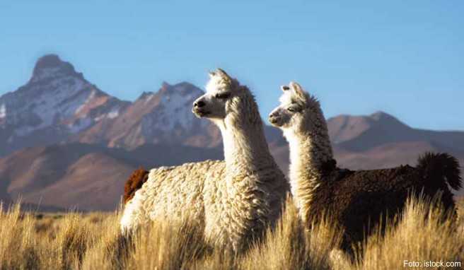 Alternativen zu Asien, Teil 3    Bolivien: Trekking, Offroad-Abenteuer, Atacama-Wüste