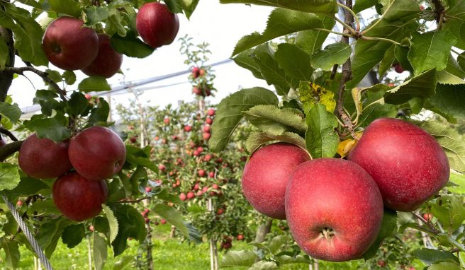 Die Äpfel sind reif: Im Frühherbst ist Erntezeit am Bodensee. Die Äpfel sind reif: Im Frühherbst ist Erntezeit am Bodensee.