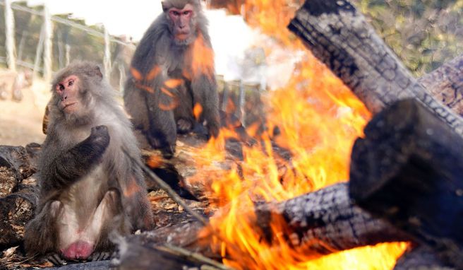 Alljährliche Attraktion in Japan: Affen sitzen am Lagerf...