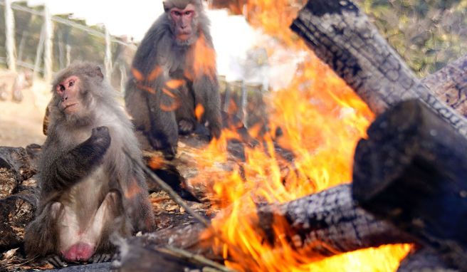 Zur Wintersonnenwende  Alljährliche Attraktion in Japan: Affen sitzen am Lagerfeuer