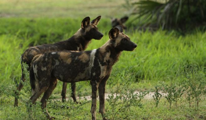 Mehr als 500 vom Aussterben bedrohte Afrikanische Wildhunde leben im Ruaha-Nationalpark in Tansania.