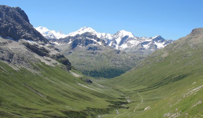 Alpen ergrünen: Bergflora durch Klimawandel bedroht
