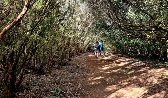 Kanarische Inseln  Märchenwald und Mondlandschaften: Wandern auf Teneriffa