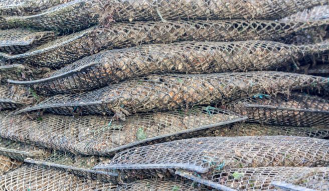 Reise zum Ärmelkanal  Normandie: Die schönsten Muscheln der Welt