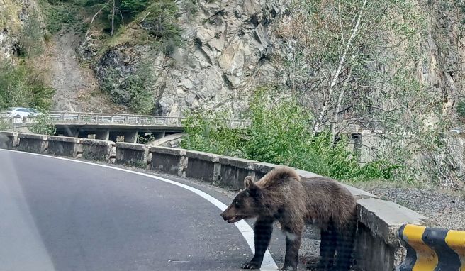 Ein Bär am Rande der Bergstraße Transfagarasan in den Karpaten, Rumänien.