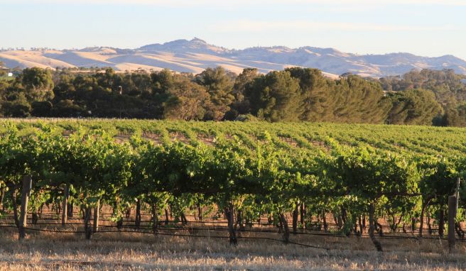 Rebstöcke in Reih und Glied: Das Klima und die Böden sind im Barossa Valley wie gemacht für den Weinanbau.