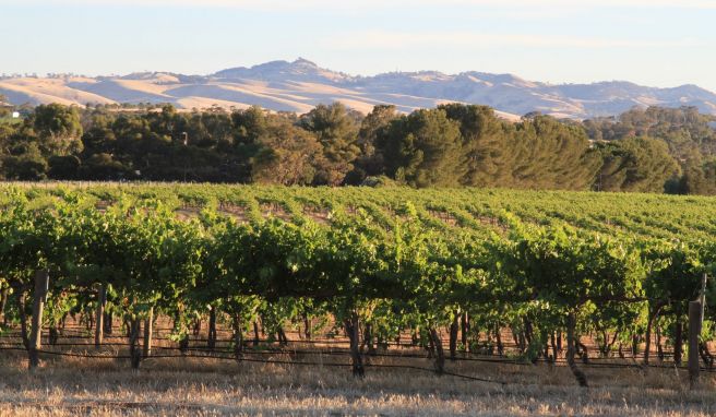 Australien  Barossa Valley: Deutsche Siedler und Weine von Weltruf