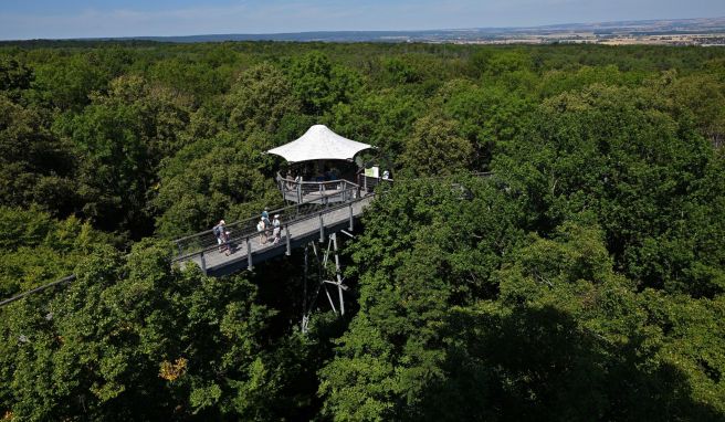 Der rund 500 Meter lange Weg führt auf bis zu 44 Metern Höhe entlang den Wipfeln von Laubbäumen wie Buchen, Eschen und Ahorn. Der rund 500 Meter lange Weg führt auf bis zu 44 Metern Höhe entlang den Wipfeln von Laubbäumen wie Buchen, Eschen und Ahorn.