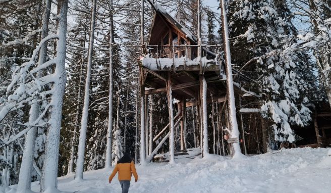 Skandinavien  Zwischen Wipfeln und Weiß: Baumhausurlaub im Winter