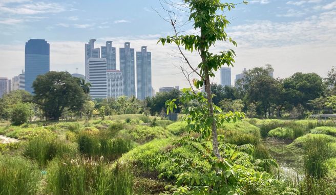 Die Sumpflandschaft des Benjakitti Forest Park; im Hintergrund sind Hochhäuser der Stadt zu sehen. 