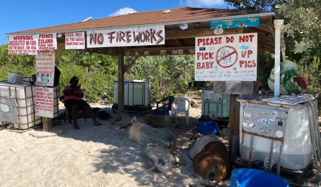 Noch schlafen sie unter einem Verschlag am Strand. Doch sobald die ausgewilderten Hausschweine auf Big Mayor Island Besucher wittern, stehen sie auf und laufen oder schwimmen ihnen entgegen.