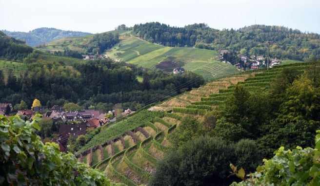Viel Sonne und mildes Klima Typisch Wein aus der Ortenau: Mal mineralisch, mal elegant