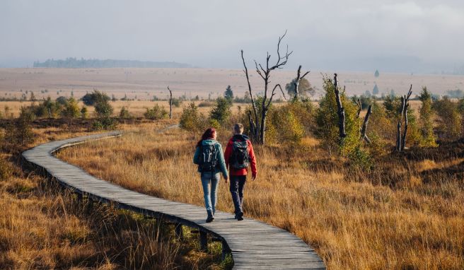 Der neue Fernwanderweg «Venntrilogie» in Ostbelgien führt unter anderem durch die Hochmoorlandschaft des Hohen Venns.