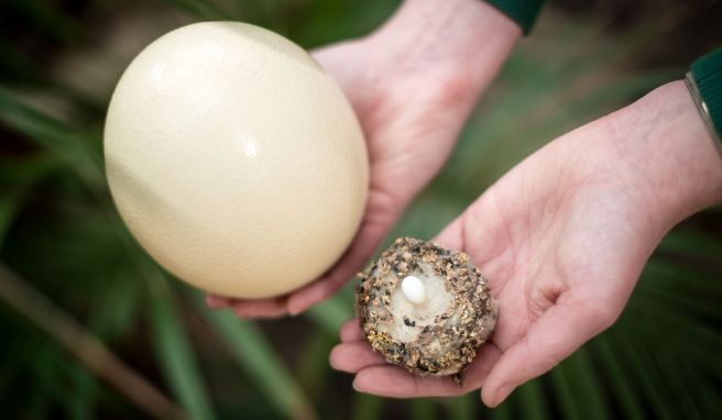 Bunte Eier zu Ostern  Im Vogelpark Walsrode ist Brutzeit