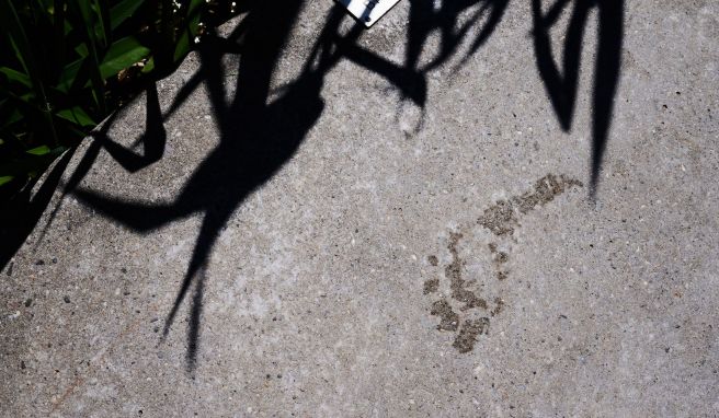 Nachhaltiger Leben  So berechnen Sie den CO2-Fußabdruck Ihres Urlaubs