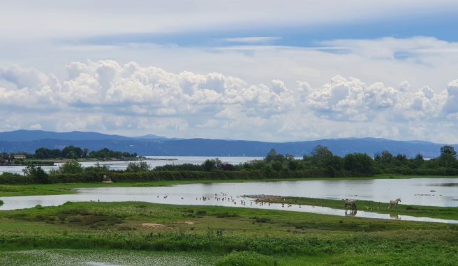 An der Mündung des Isonzo grasen Camargue-Pferde. 