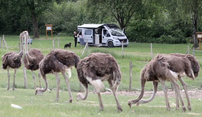 Mit Straußen- oder Rhein-Blick  Caravan-Stopp bei Bauern und Winzern