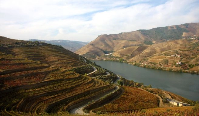 Weinberge entlang des Ufers - der Douro fließt in der Nähe von Pinhão mitten durch die Region, aus der die Trauben für den berühmten Portwein kommen.