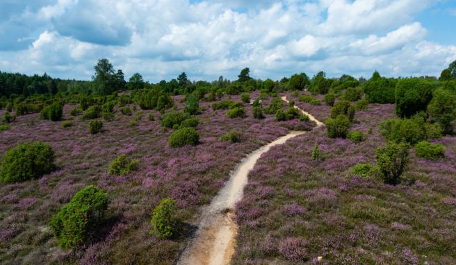 Das berühmte violette Heidekraut taucht die Lüneburger Heide jedes Jahr im August in ein leuchtendes Farbenmeer.