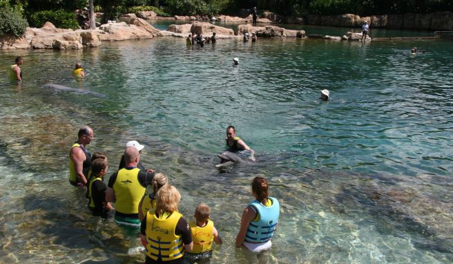 Discovery Cove gilt als ein exklusives Tagesresort und gehört zum Sea-World Konzern.