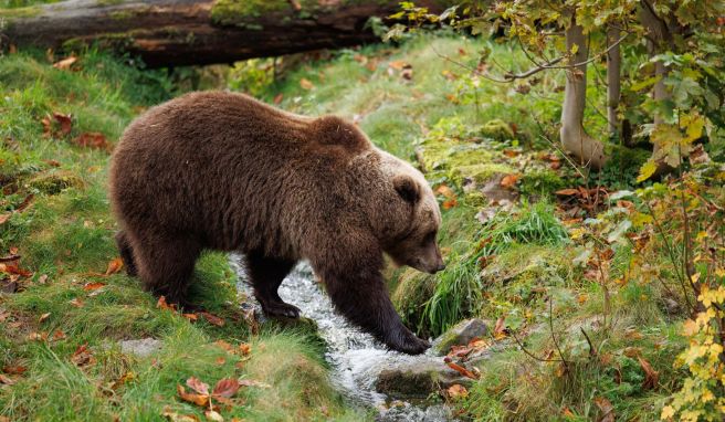 Nach Attacke bei Ljubljana Slowenien: Auswärtiges Amt gibt Bären-Hinweis