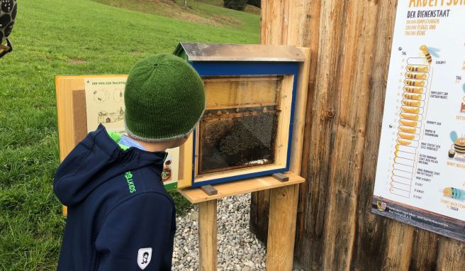 Auf dem Weg können kleine Urlauber den Bienen «bei der Arbeit» zuschauen. 