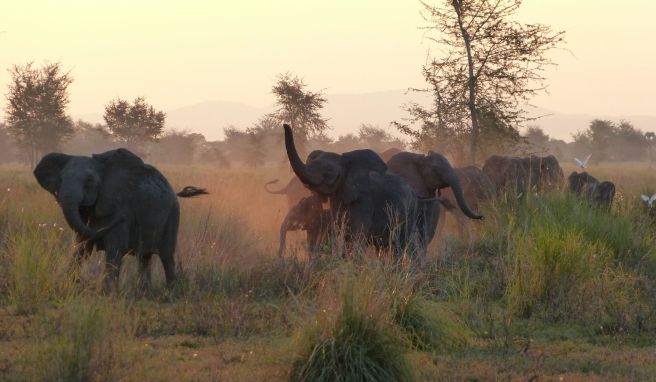 Mit etwas Glück begegnen Safaritouristen im Gorongosa-Nationalpark Elefanten in freier Wildbahn.