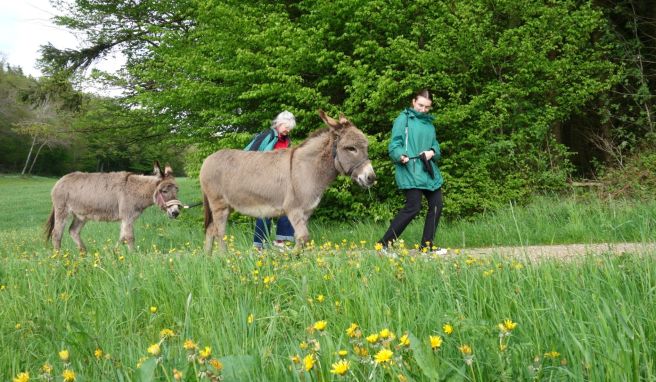 Outdoor mit Tier Entschleunigung mit Geduldsprobe: Per Esel durch die Eifel