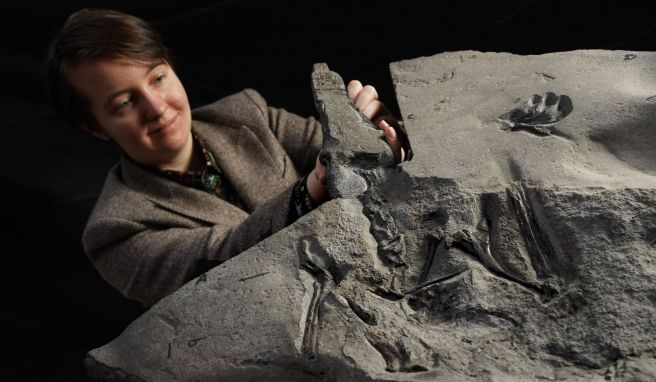 Im National Museum of Scotland zeigt Natalia Jagielska, Doktorandin der Universität von Edinburgh, das Fossil eines Flugsauriers aus dem Jura-Zeitalter. 