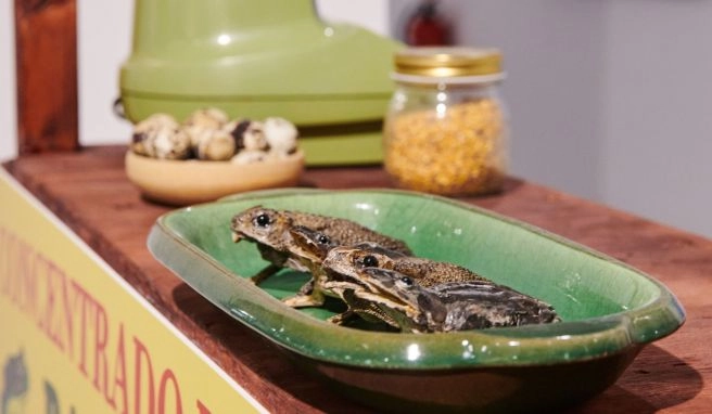 Schafsaugen gefällig? Berliner Ausstellung feiert ekliges Essen