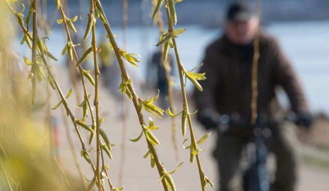Trotz Regen im Winter Der Frühling kommt: Keine Entwarnung für Hessens Wälder