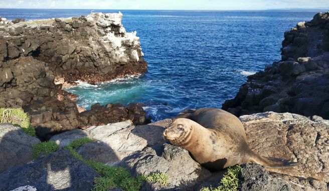 Präsente Bewohner der Galápagos-Welt: Seelöwen. Ein Exemplar hangelt sich geschickt die Klippen hinauf.