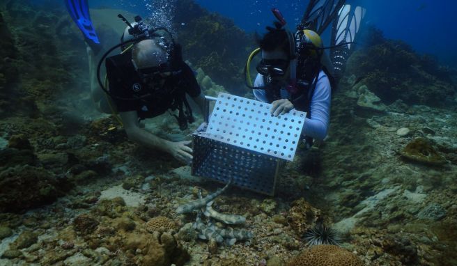 Meeresbiologen wollen vor der thailändischen Insel Ko Phi Phi nun gezüchtete Bambushaie ansiedeln. 