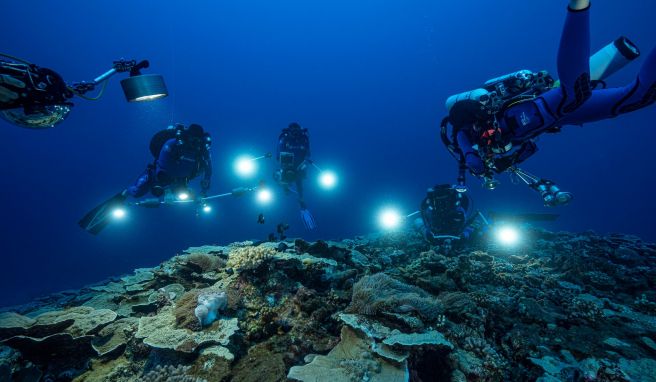 Meeresforscher haben vor der Küste Tahitis in den Tiefen des Südpazifiks ein mehr als drei Kilometer langes Korallenriff entdeckt. 