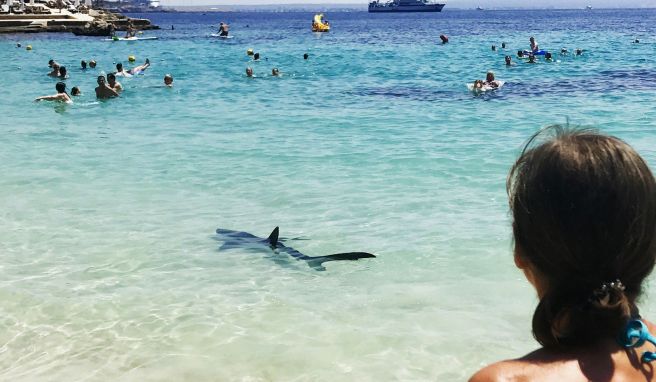 An Mallorcas Badestränden sind auch schon in der Vergangenheit Haie aufgetaucht - so etwa 2017 am Illetes Strand.