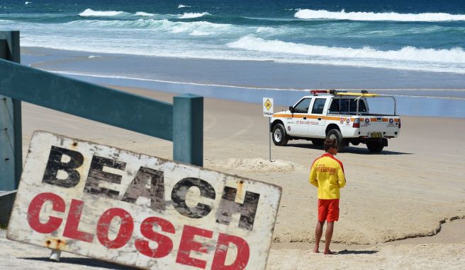 Weil eine Gruppe von Hammerhaien in der Badezone ihre Runden zog, musste ein beliebter Strand in Sidney gesperrt werden.