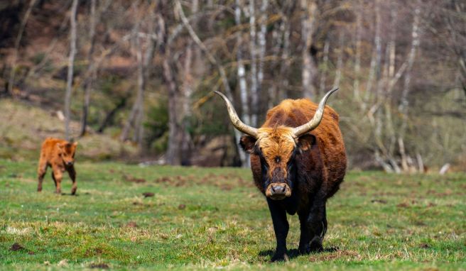 Robuste Rinder Auf Ochsentour im Pfälzerwald