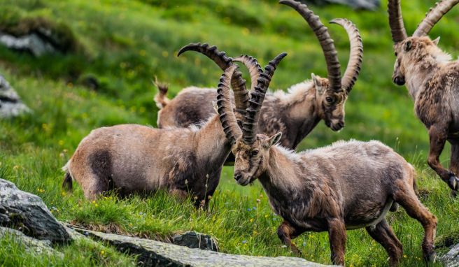 Steinböcke in den Hohen Tauern  Auf der Suche nach dem König der Alpen