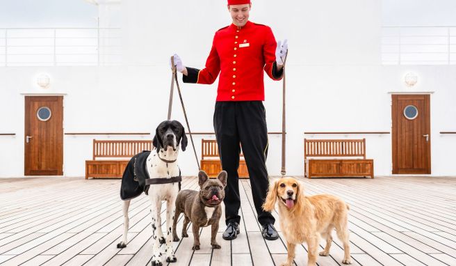 Gebell an Bord Kreuzfahrt mit Hund: Was muss ich beachten?