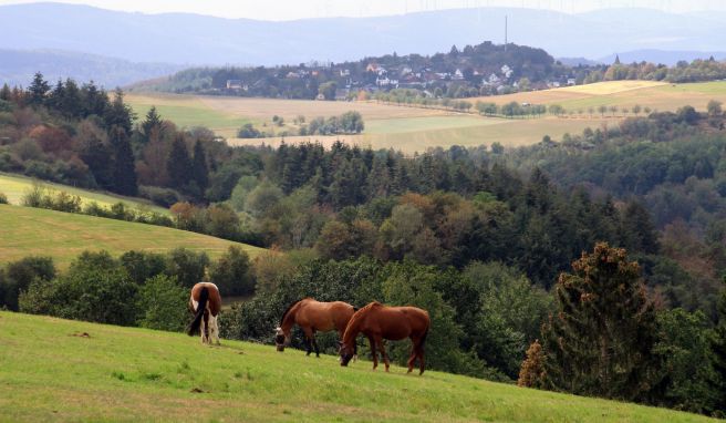 Unbekannte Wanderregion  Durch Feld und Wald im Wispertal