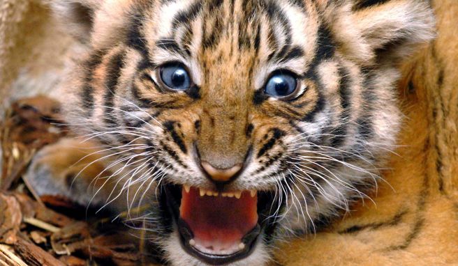 In einem thailändischen Naturreservat wurden mittels einer Kamerafalle sechs Exemplare der seltene Tiger-Art entdeckt.