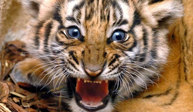 Salak Phra Wildlife Sanctuary Erstmals seit 30 Jahren wieder Tiger in Thailand gesichtet