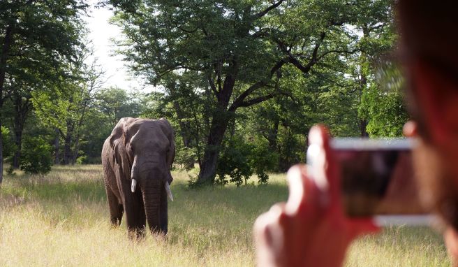 Begehrtes Fotomotiv auf Safari: ein Elefant im Liwonde National Park.